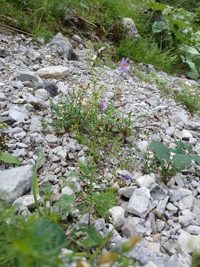 Linaria alpina subsp. petraea photo 4