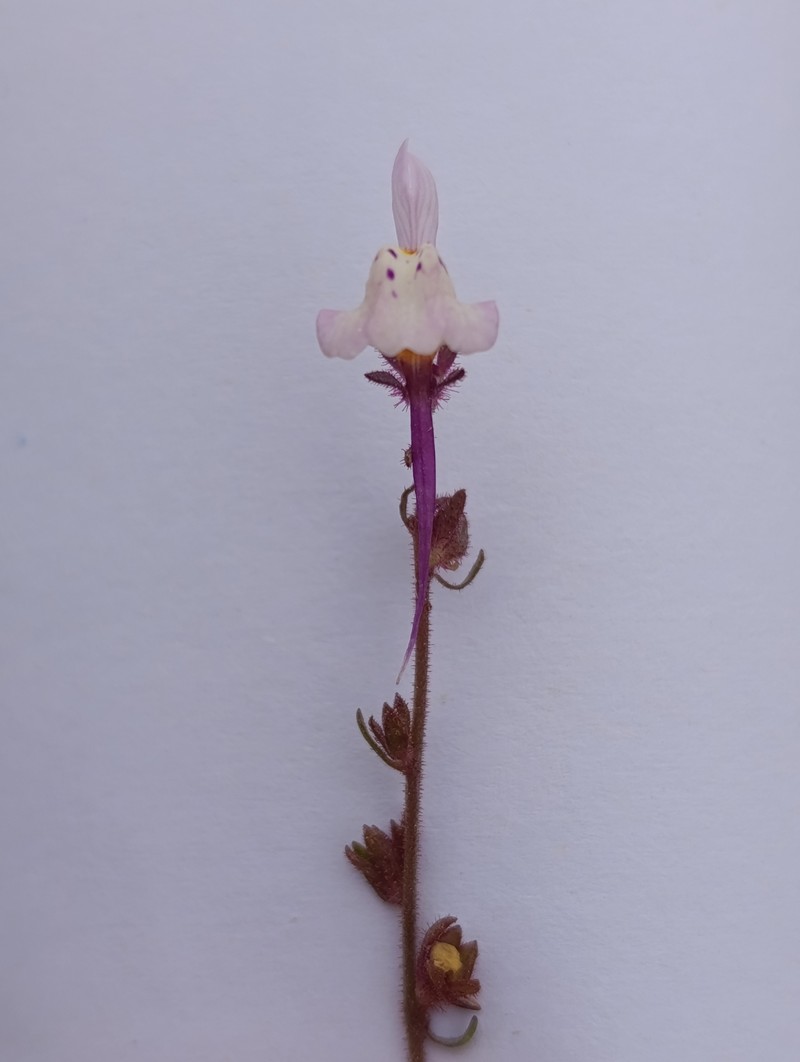 Linaria amethystea subsp. aedoi