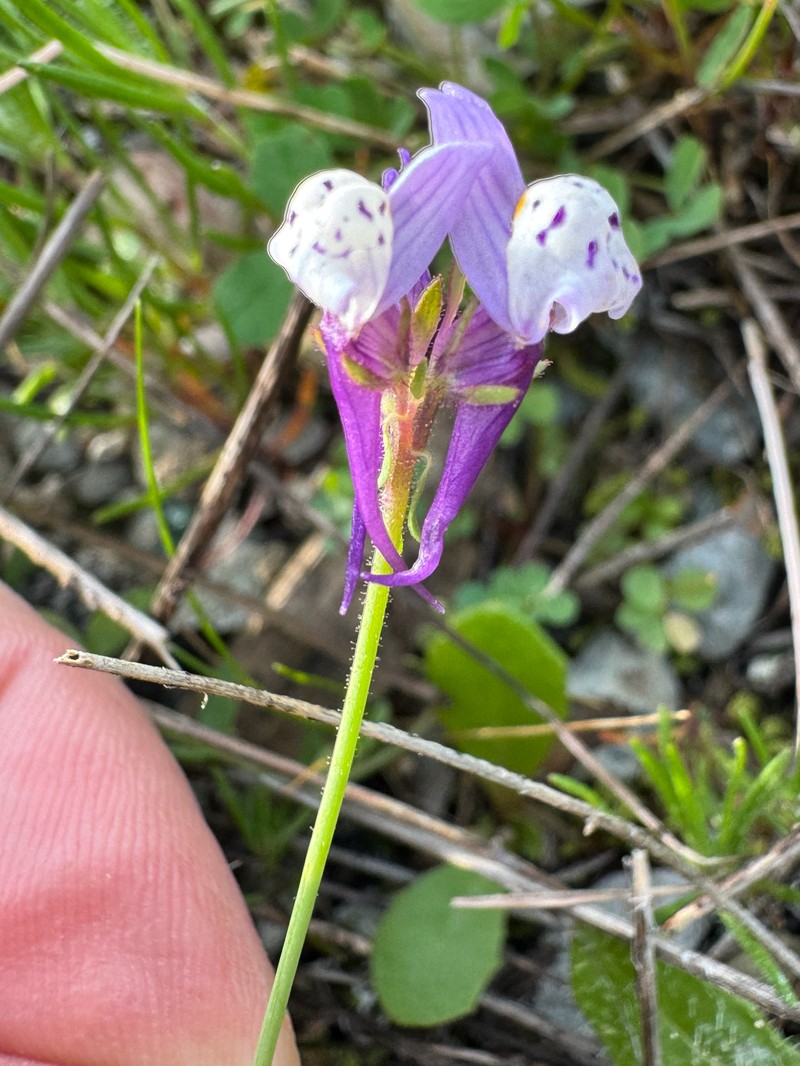 Linaria amethystea subsp. amethystea photo 2