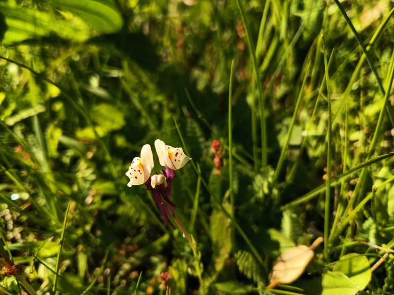 Linaria amethystea subsp. amethystea photo 3