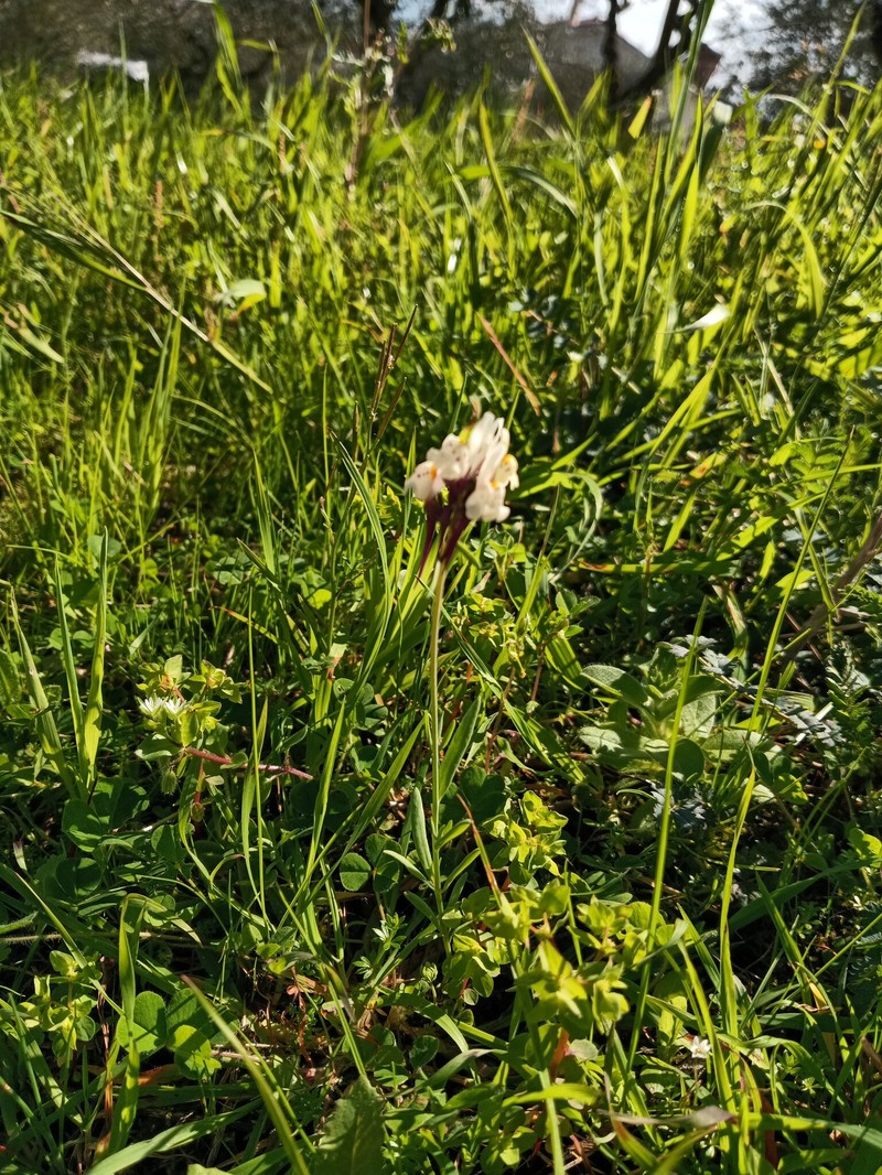 Linaria amethystea subsp. amethystea photo 4