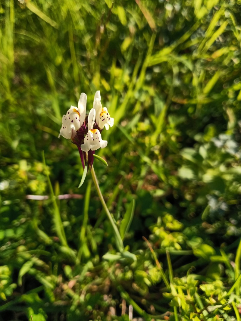 Linaria amethystea subsp. amethystea photo 5
