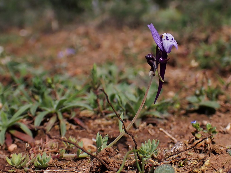 Linaria amethystea subsp. amethystea