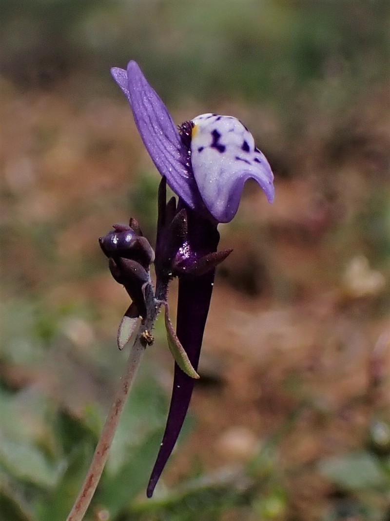 Linaria amethystea subsp. amethystea photo 6