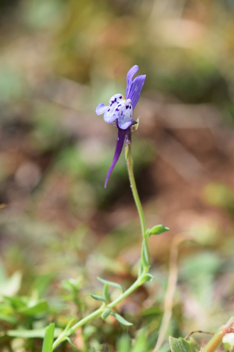 Linaria amethystea subsp. amethystea photo 7