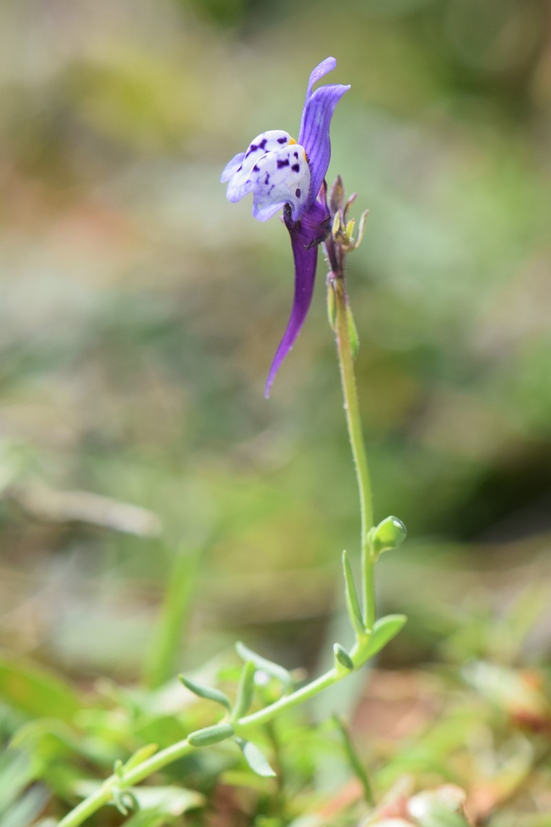 Linaria amethystea subsp. amethystea photo 8