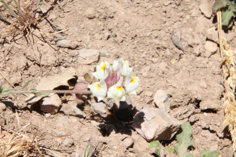 Linaria amethystea subsp. toloxense