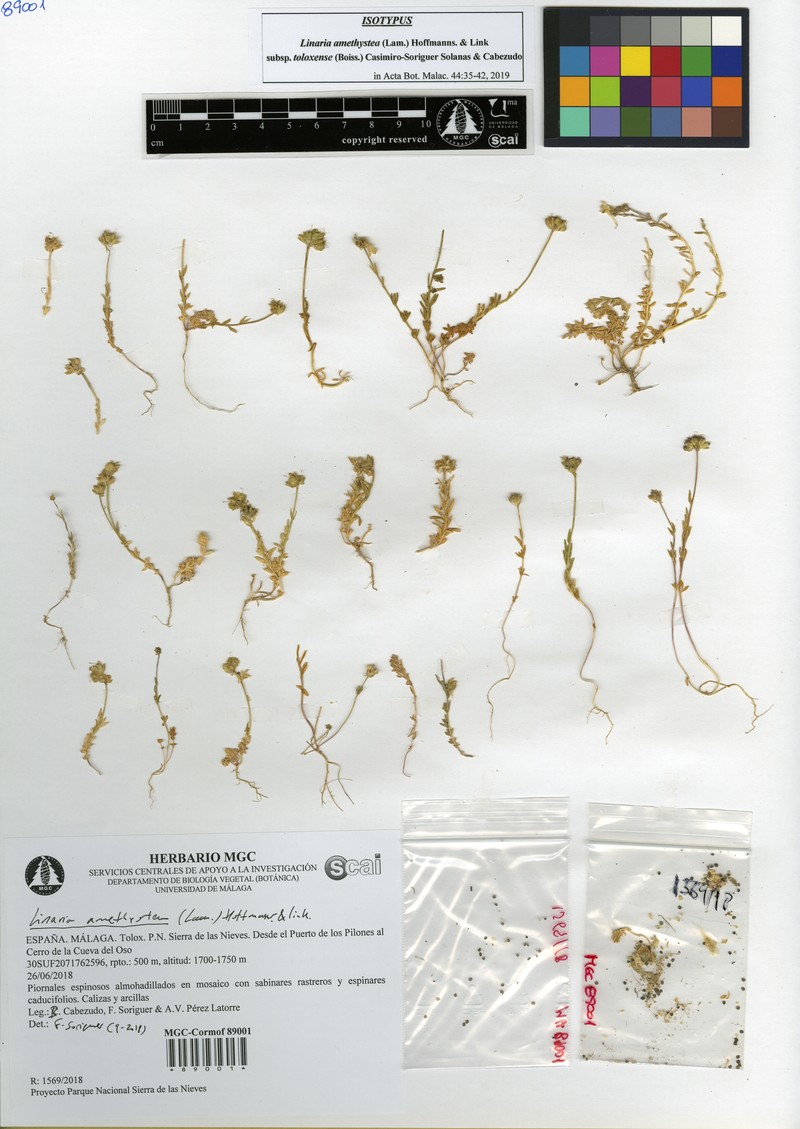 Linaria amethystea subsp. toloxense photo 2
