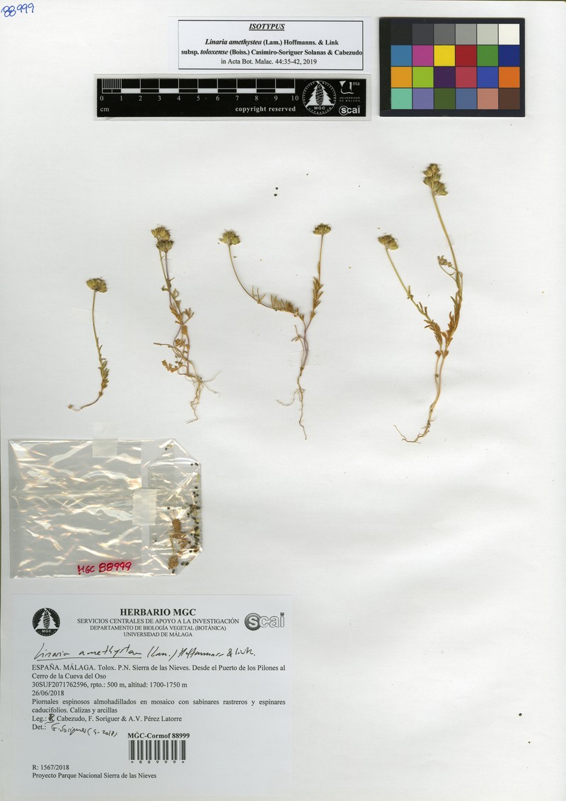 Linaria amethystea subsp. toloxense photo 3