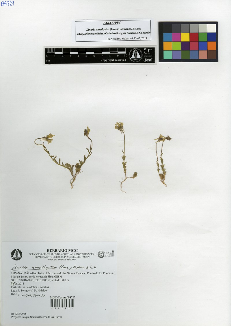 Linaria amethystea subsp. toloxense photo 4