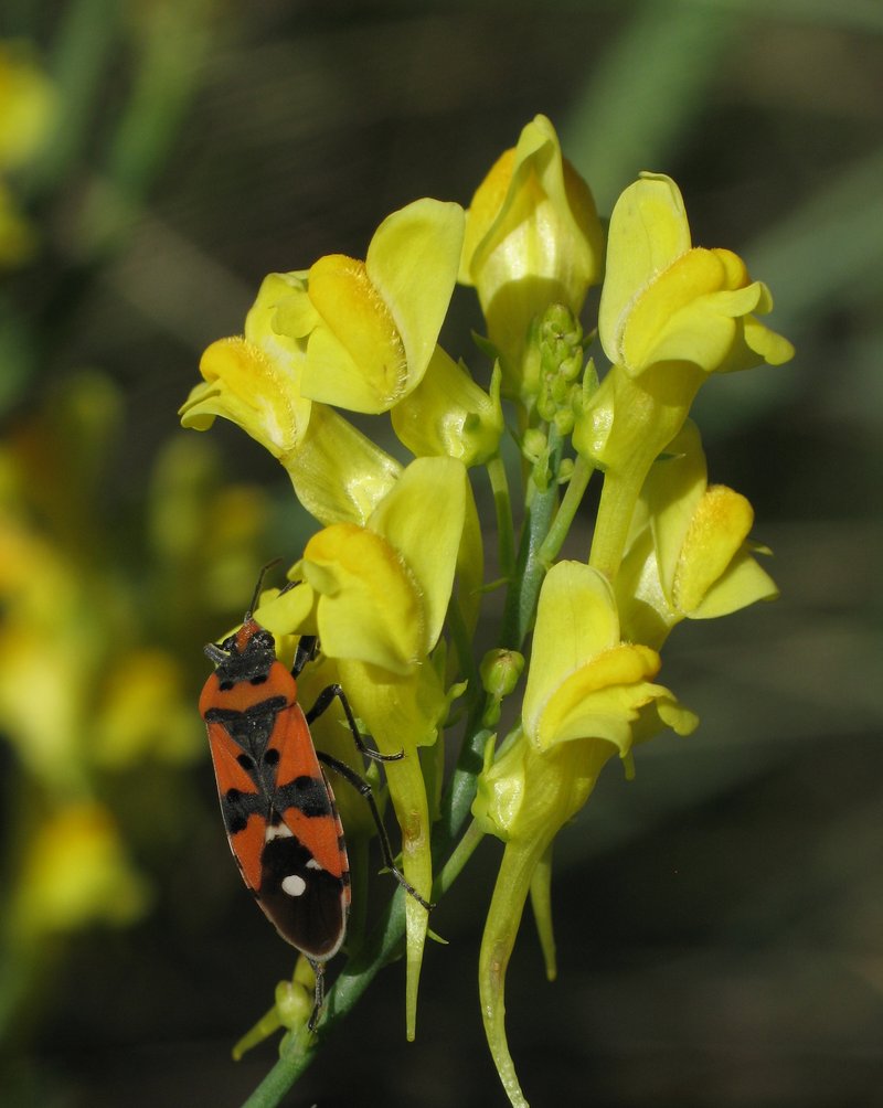 Italian Toadflax