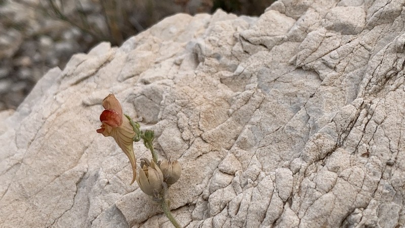 Linaria argillicola