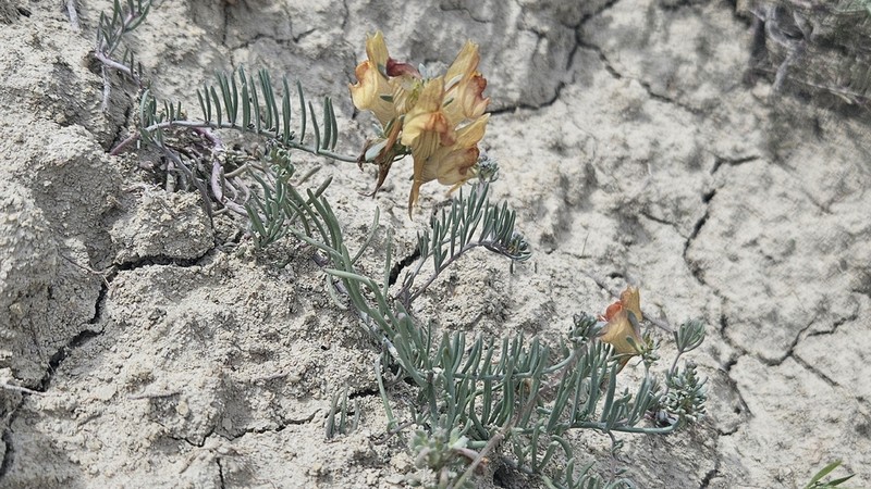 Linaria argillicola photo 2