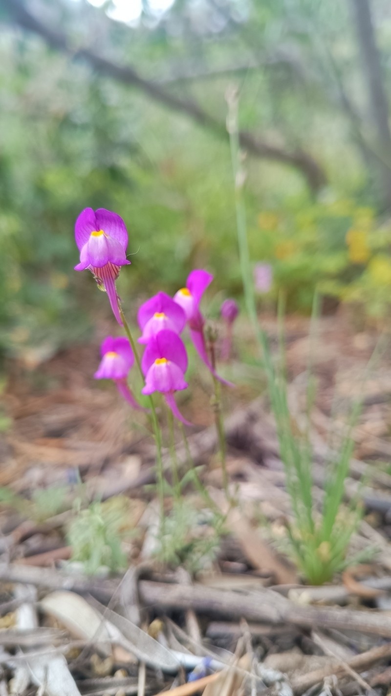 Linaria becerrae