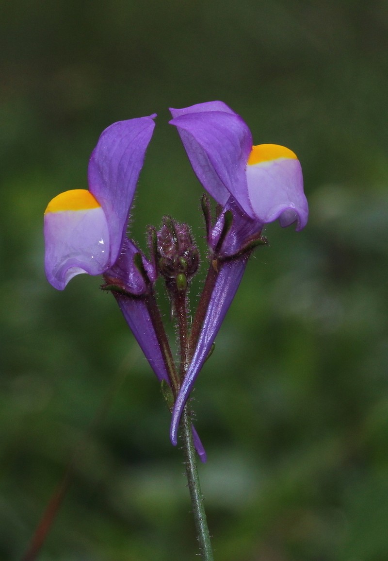 Linaria becerrae photo 2