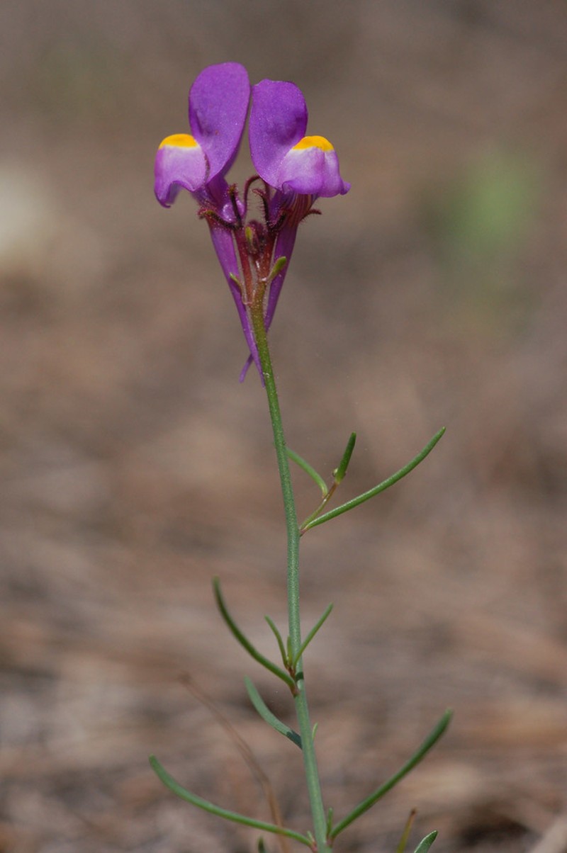 Linaria becerrae photo 3