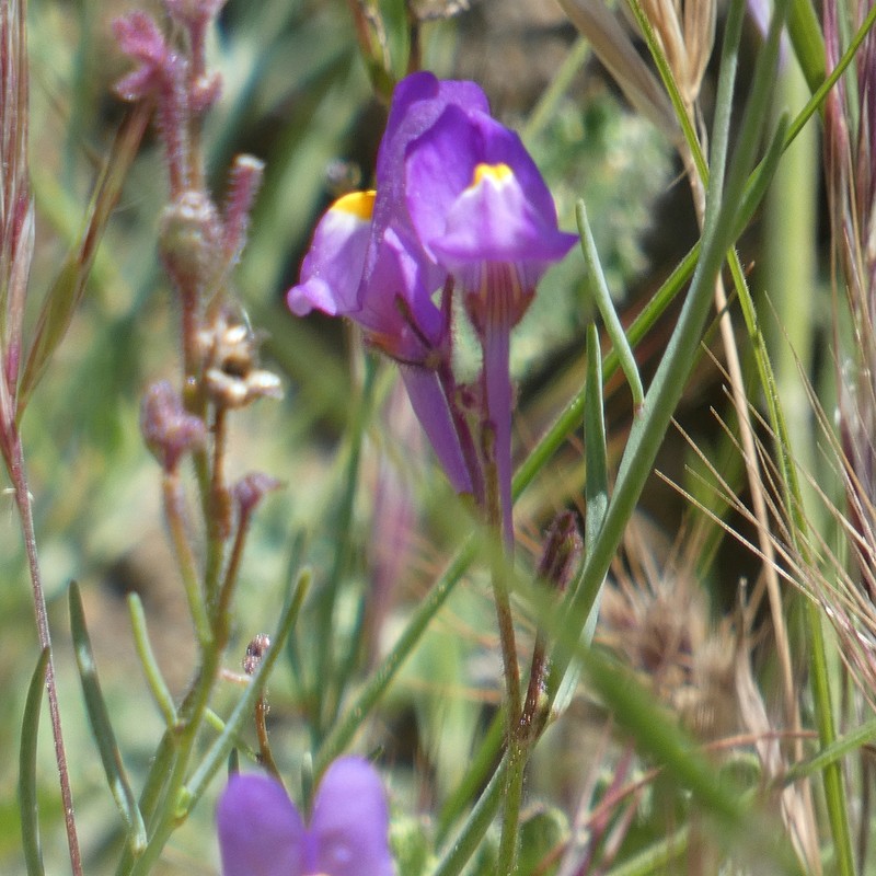 Linaria becerrae photo 4