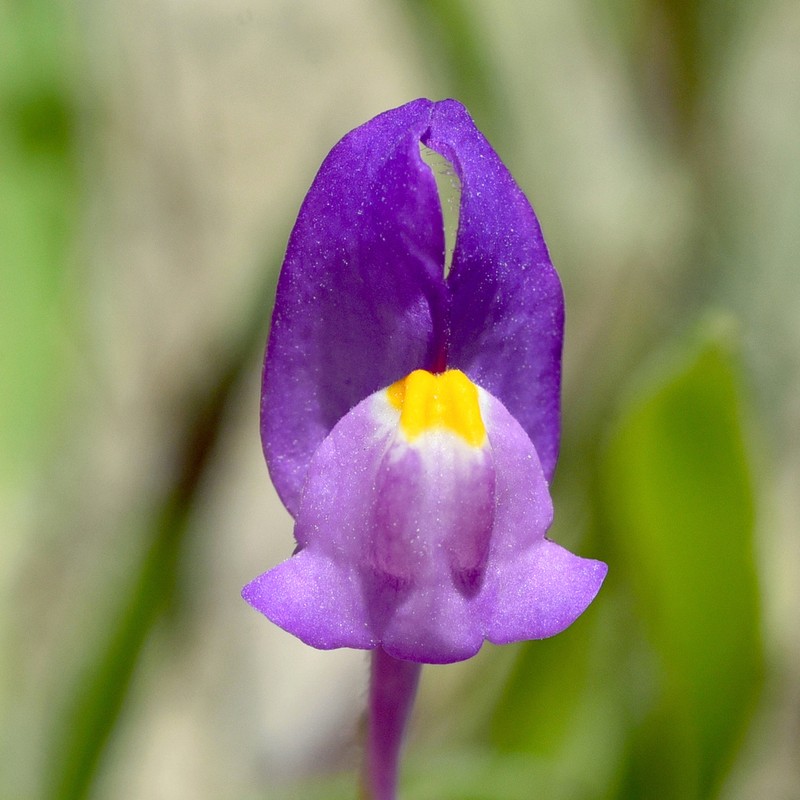 Linaria becerrae photo 5