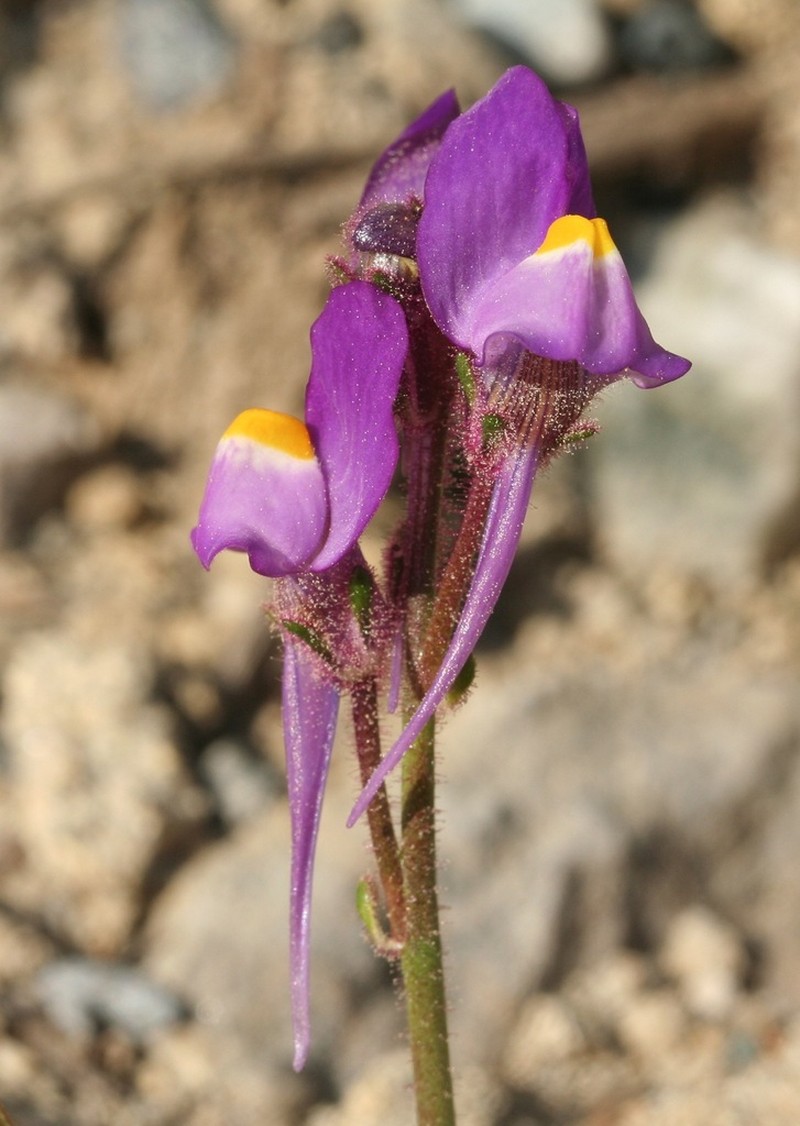 Linaria becerrae photo 6