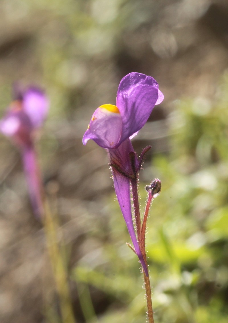 Linaria becerrae photo 7