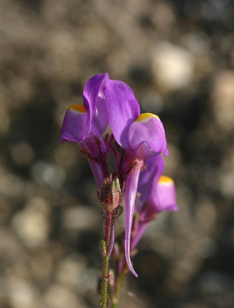Linaria becerrae photo 8