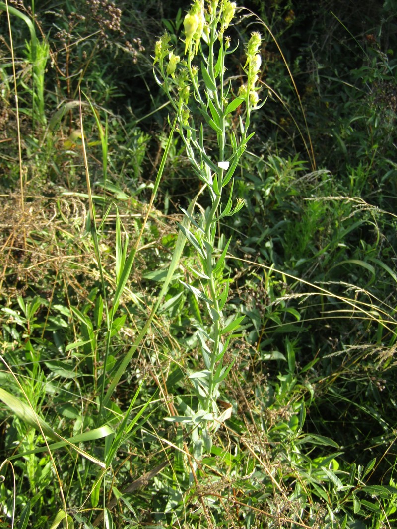 Linaria biebersteinii subsp. biebersteinii