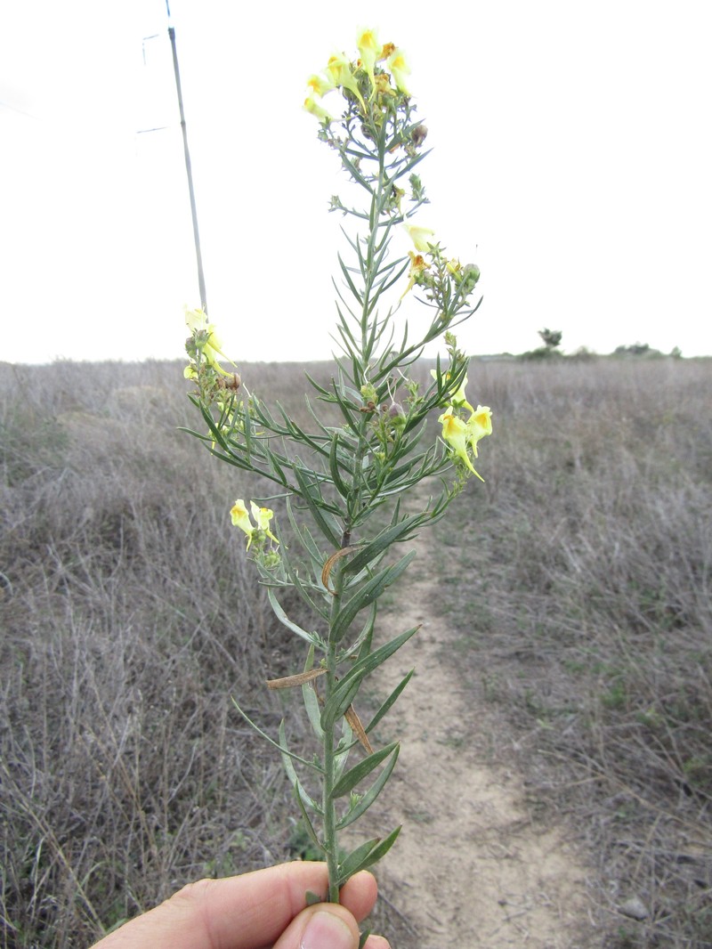 Linaria biebersteinii subsp. biebersteinii photo 2