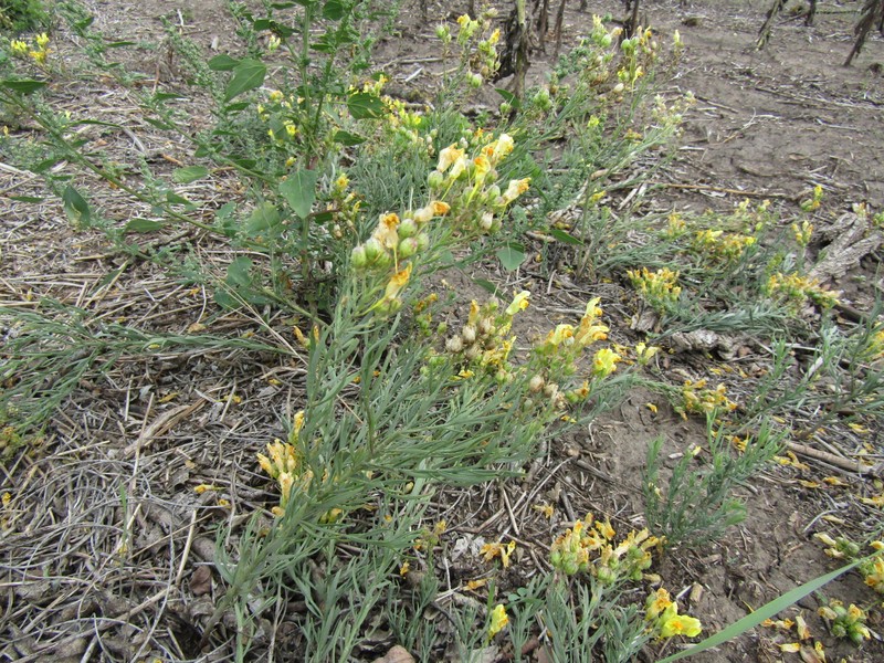 Linaria biebersteinii subsp. biebersteinii photo 3