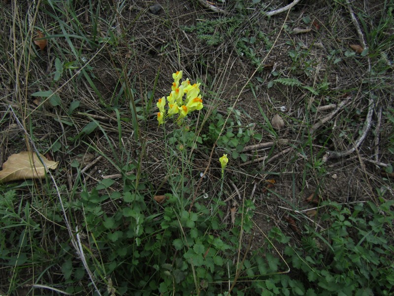Linaria biebersteinii subsp. biebersteinii photo 4