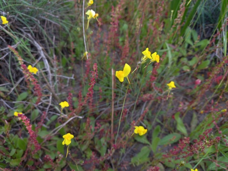 Linaria bimaculata