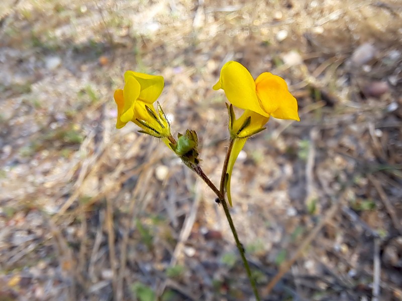 Linaria bimaculata photo 2
