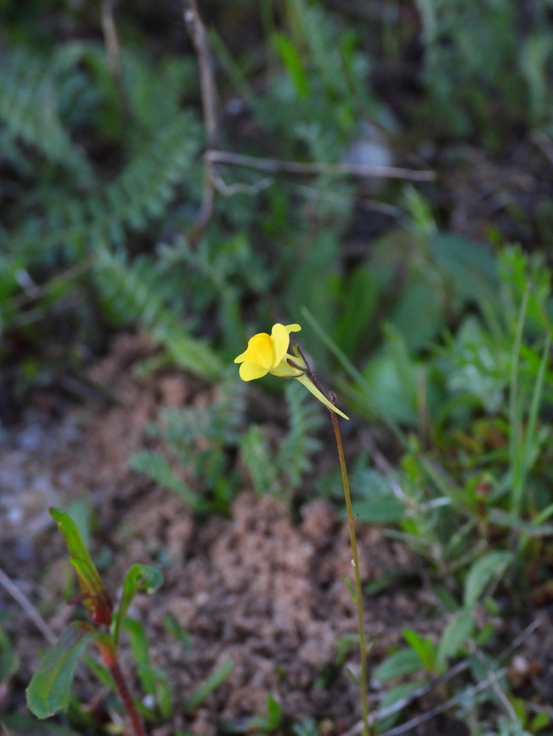 Linaria bimaculata photo 3