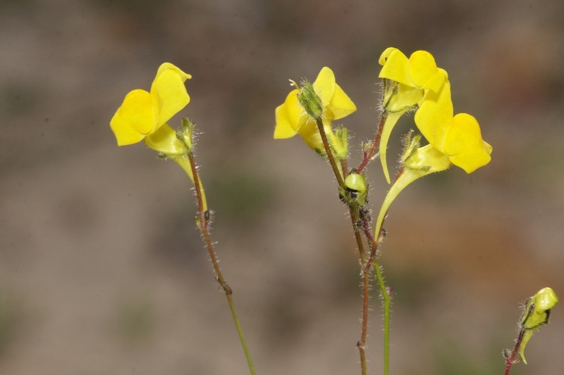 Linaria bimaculata photo 4