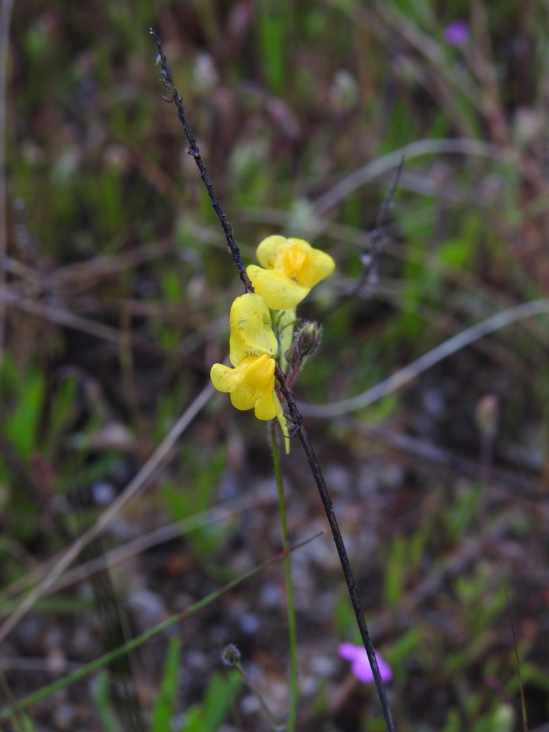 Linaria bimaculata photo 5