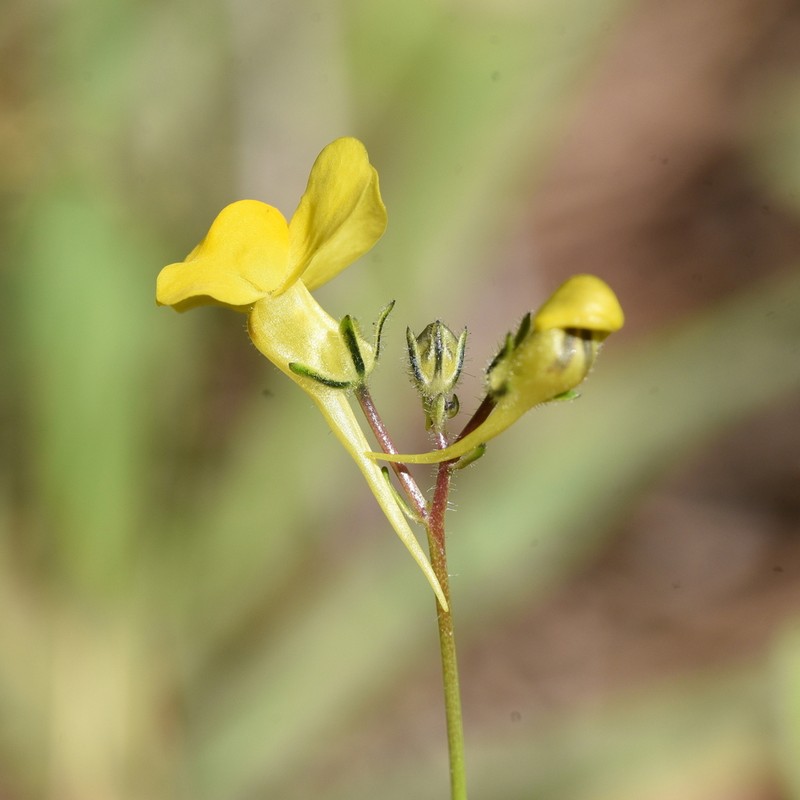 Linaria bimaculata photo 6