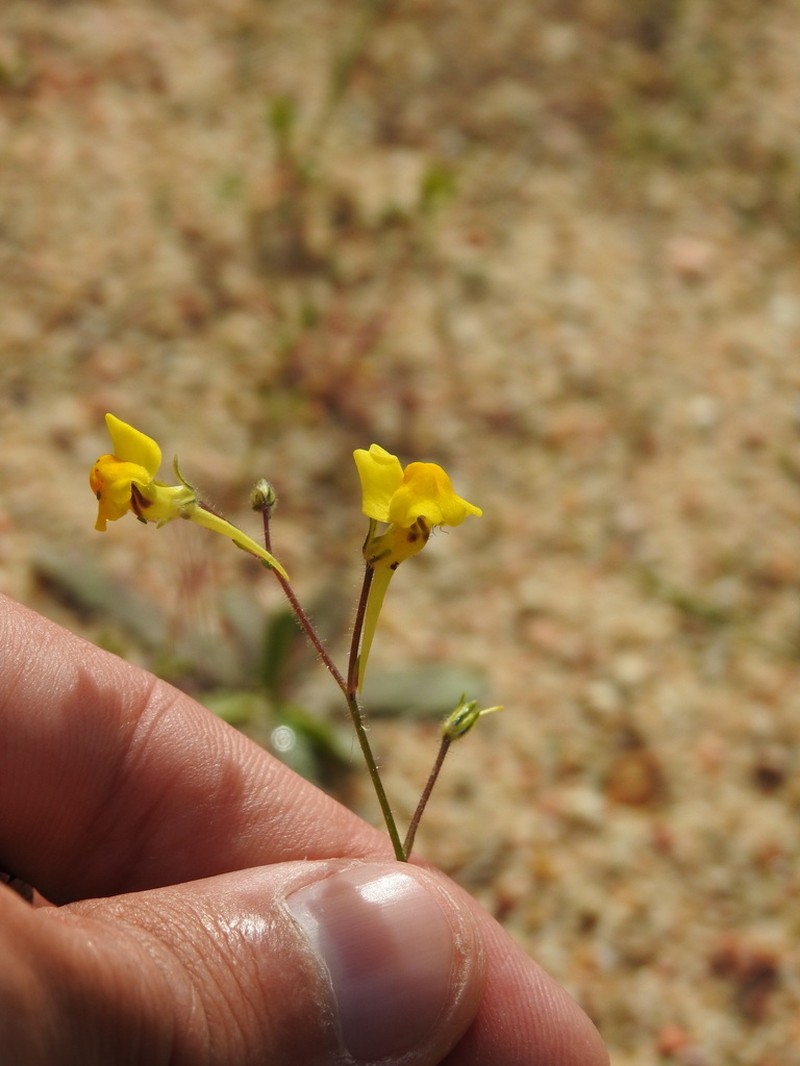 Linaria bimaculata photo 7
