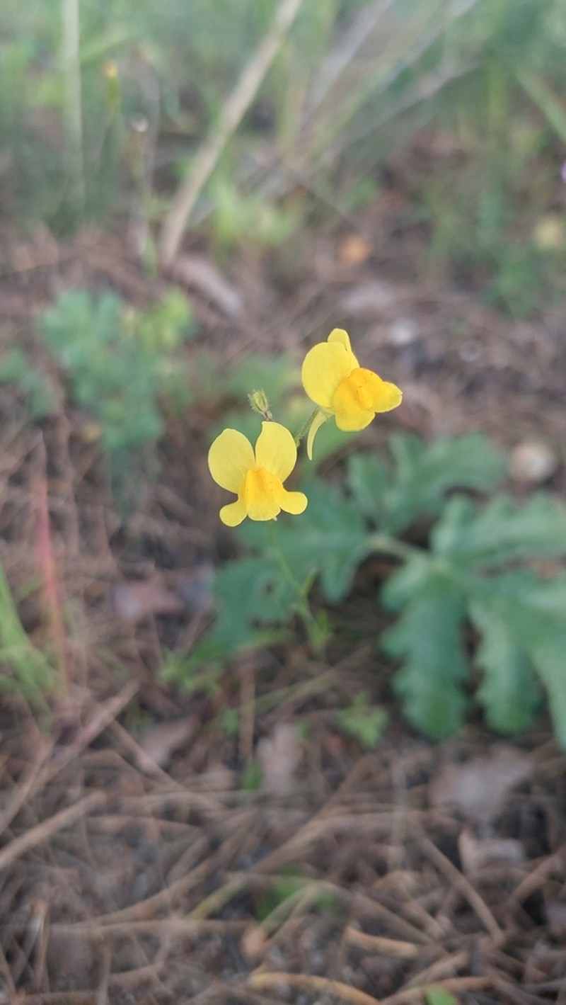 Linaria bimaculata photo 8
