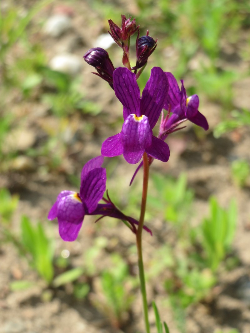 Clovenlip Toadflax photo 5