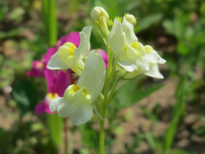 Clovenlip Toadflax photo 6