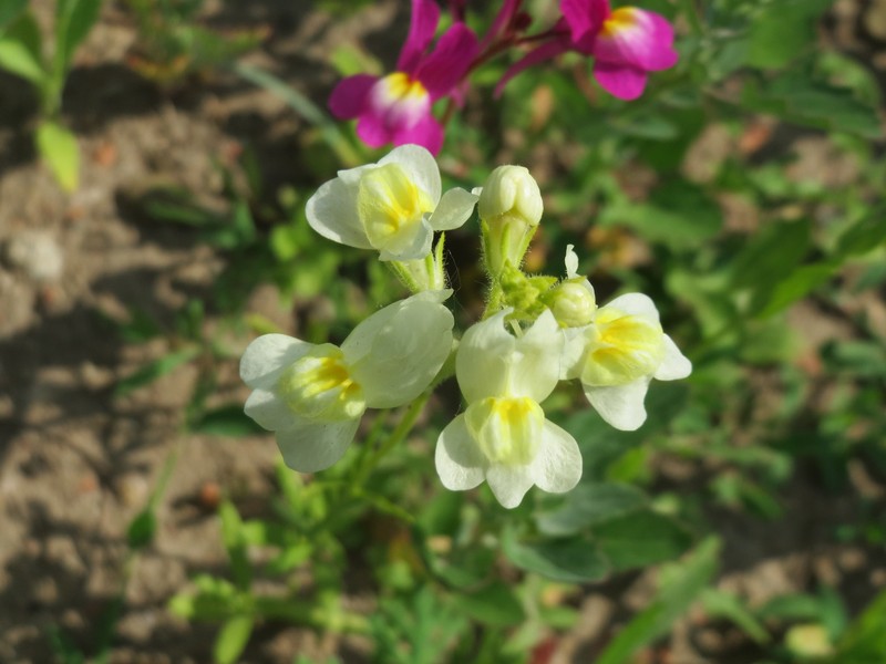 Clovenlip Toadflax photo 7
