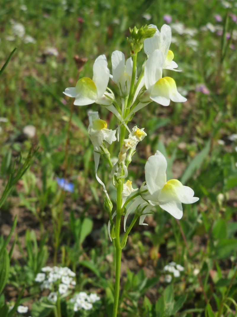 Clovenlip Toadflax photo 8