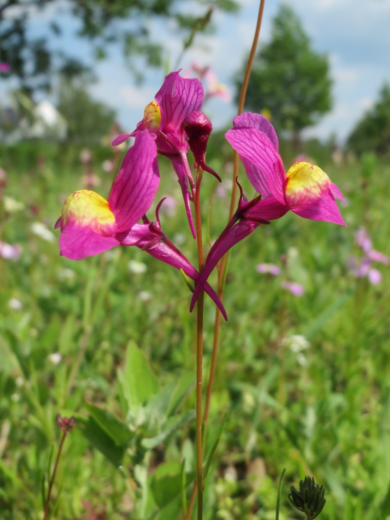 Clovenlip Toadflax photo 9
