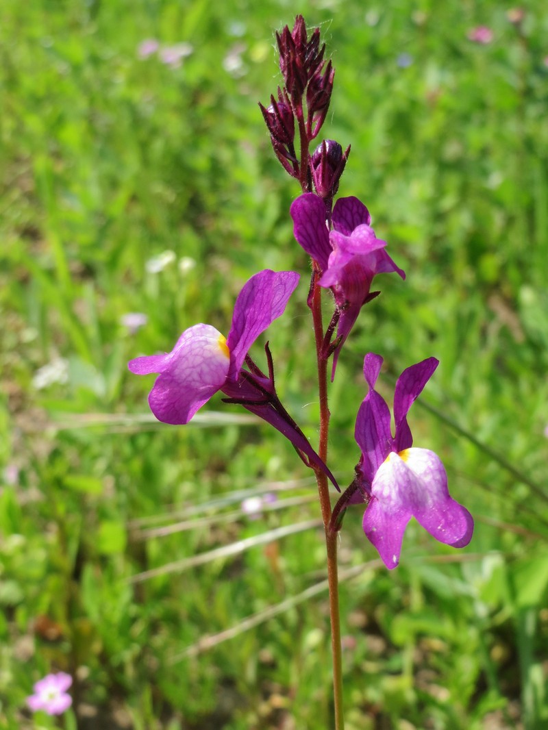 Clovenlip Toadflax photo 2