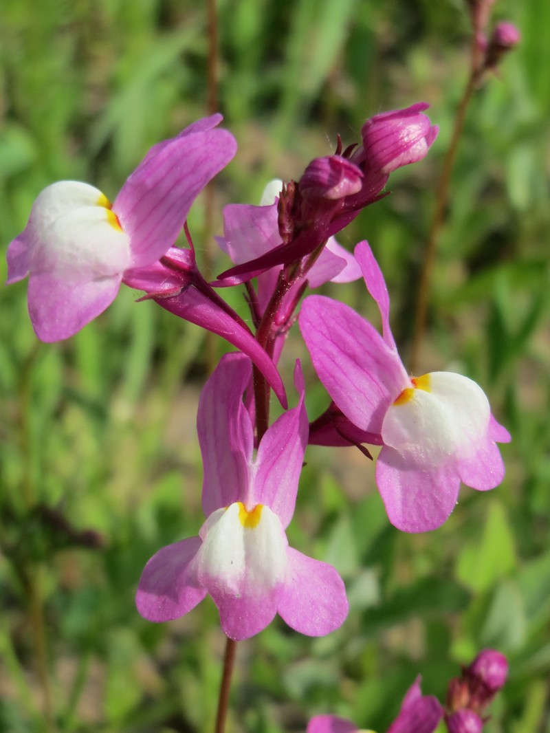 Clovenlip Toadflax photo 3