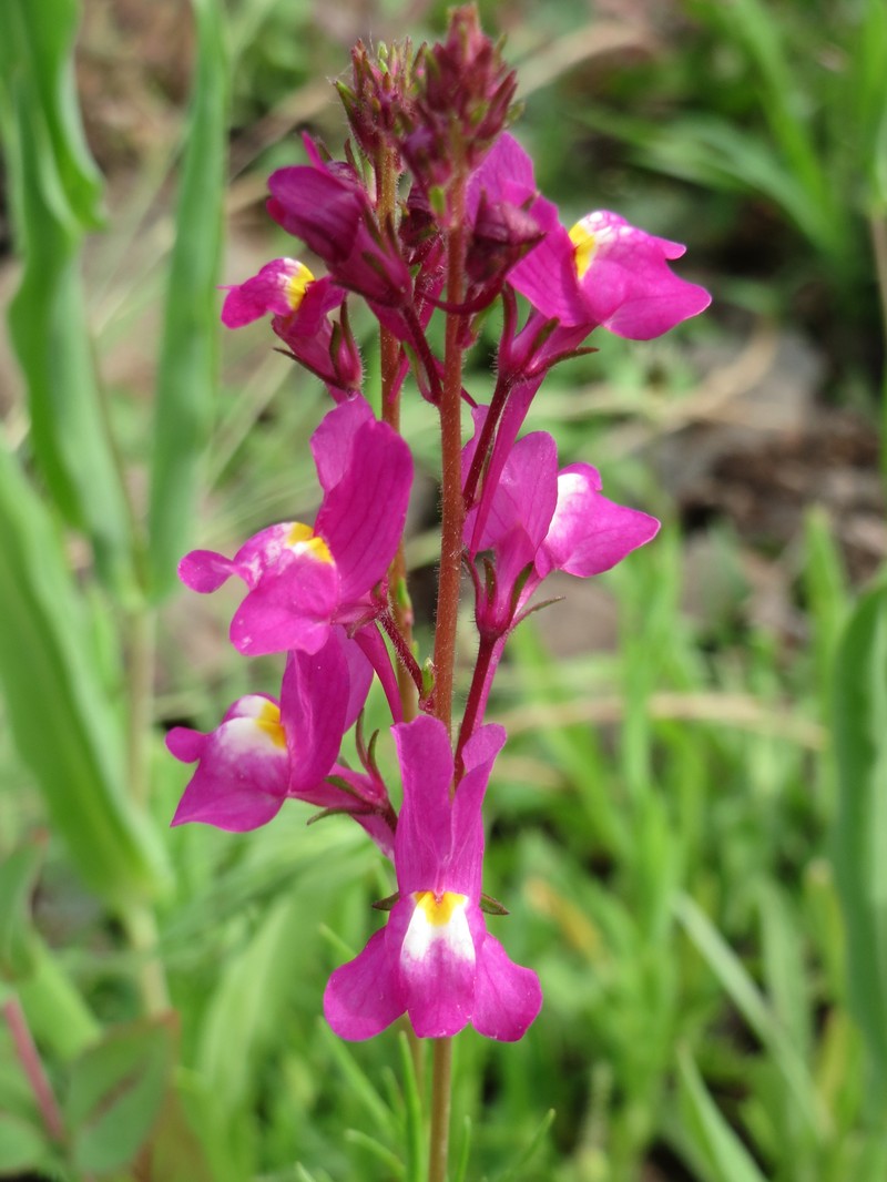 Clovenlip Toadflax photo 4