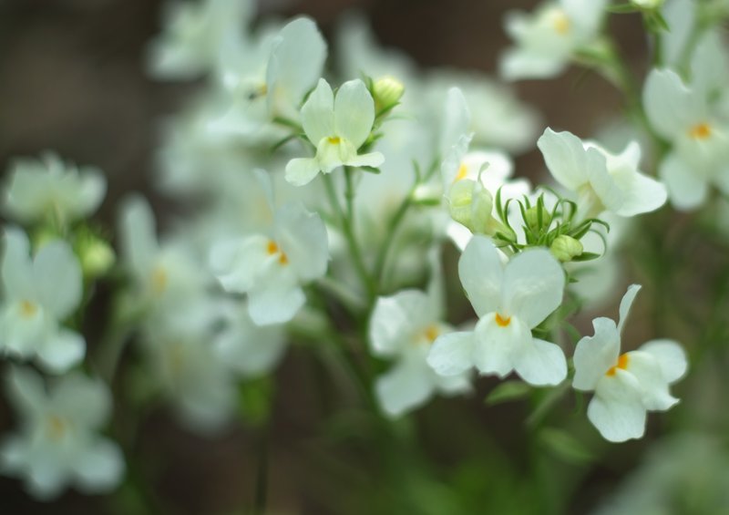 Clovenlip Toadflax