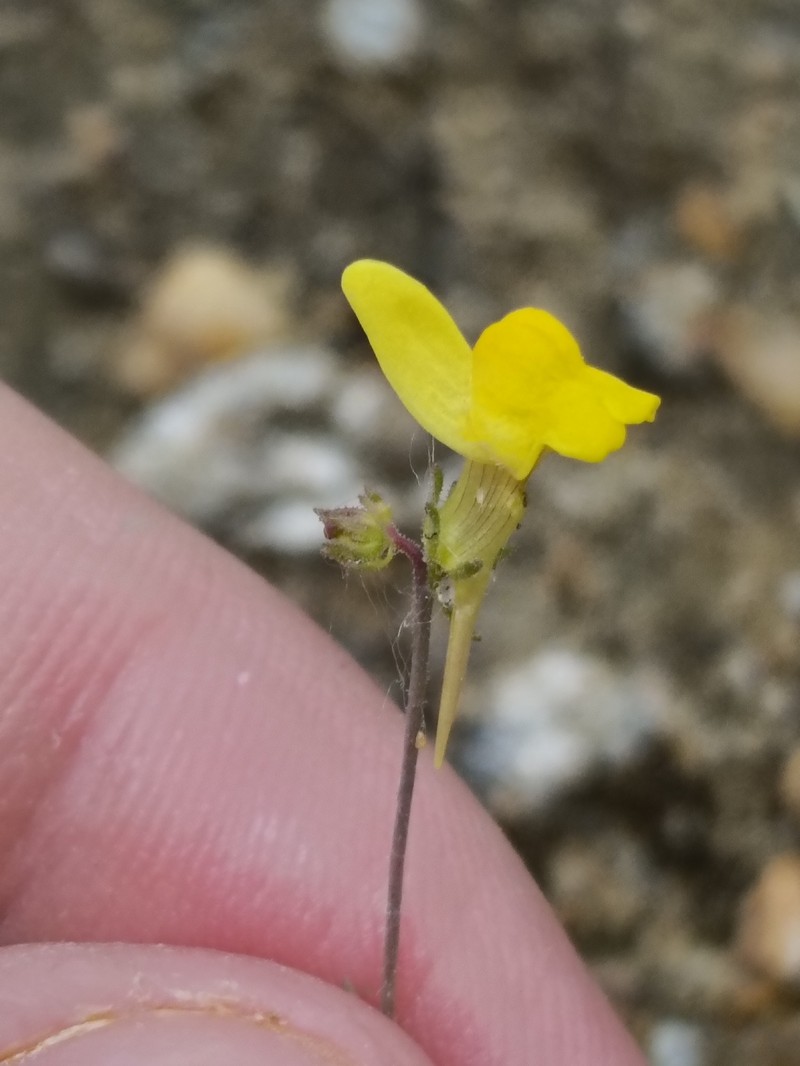 Linaria bipunctata subsp. bipunctata