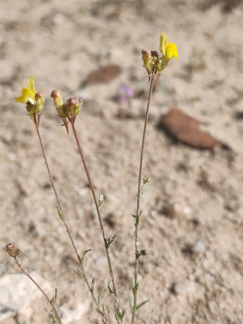 Linaria bipunctata subsp. bipunctata photo 2