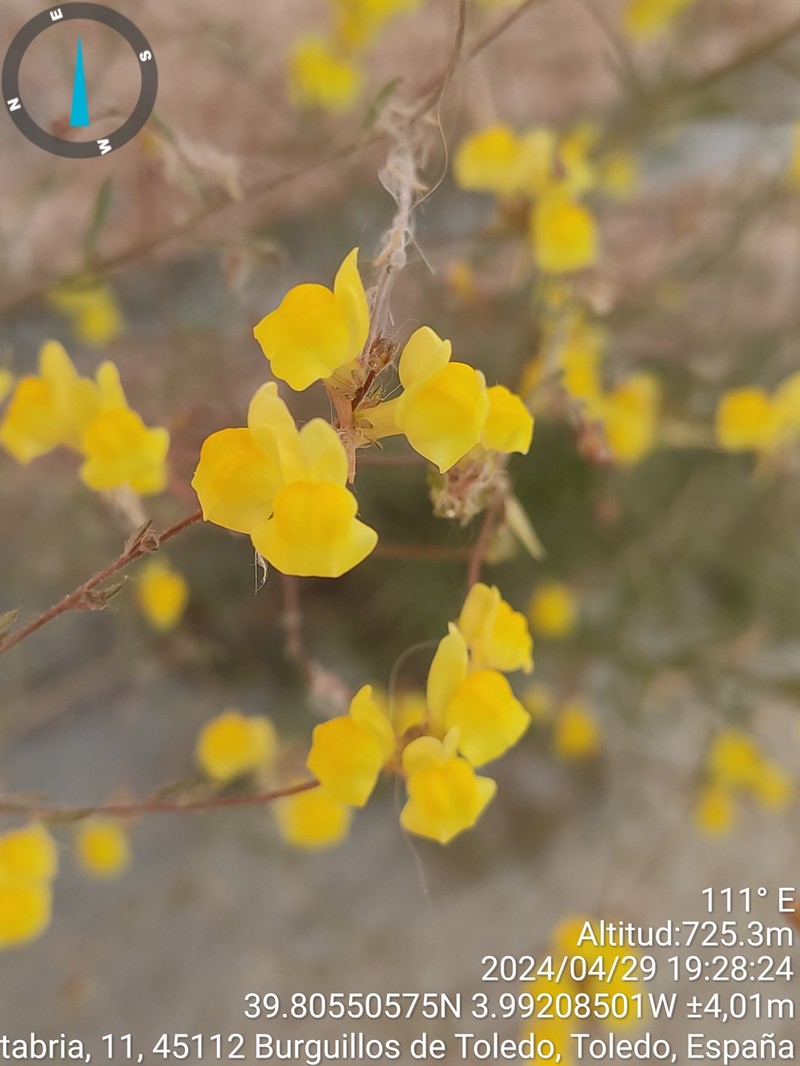 Linaria bipunctata subsp. bipunctata photo 3