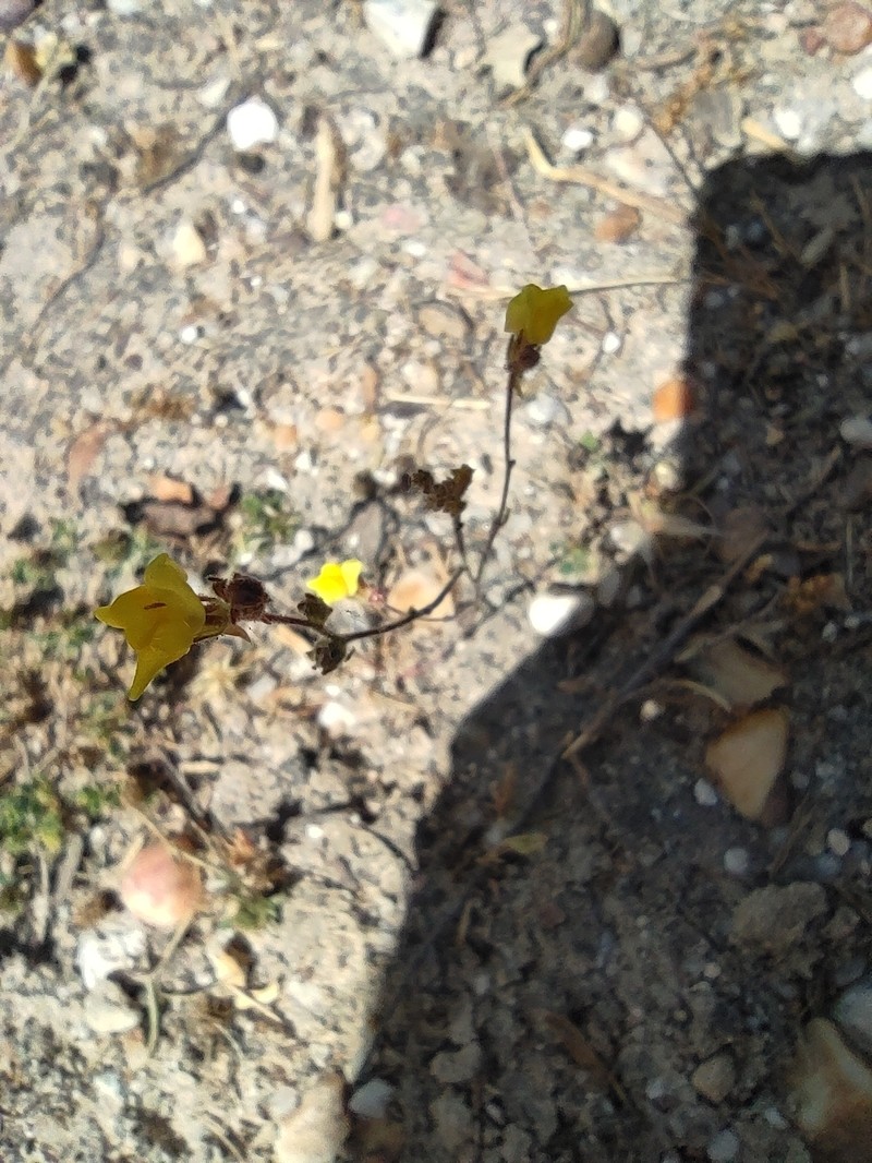 Linaria bipunctata subsp. bipunctata photo 4